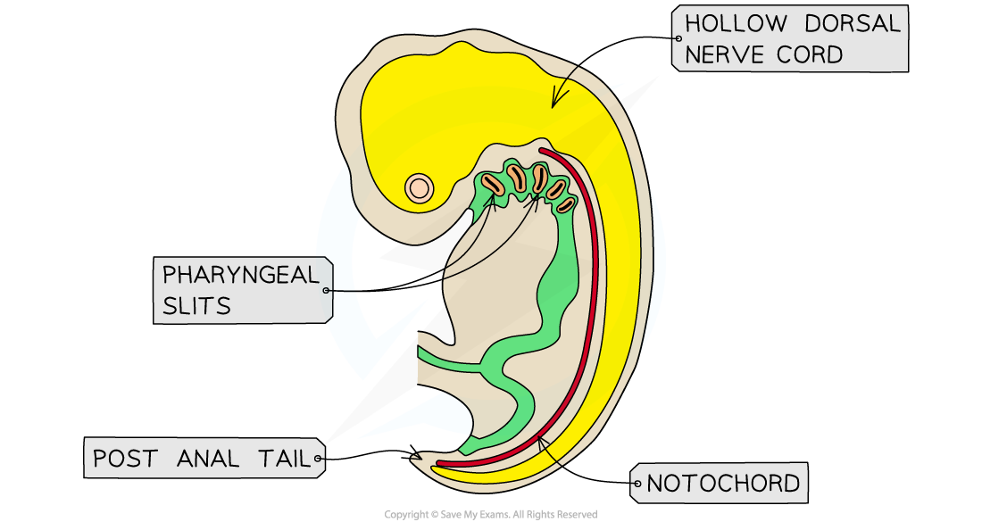 Human-embryos