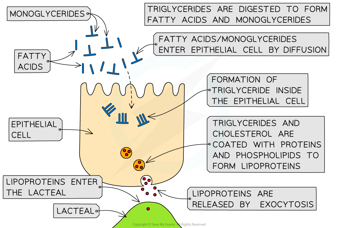 IB-absorption-of-lipids