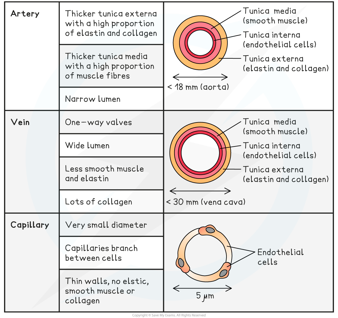 Identifying-blood-vessels