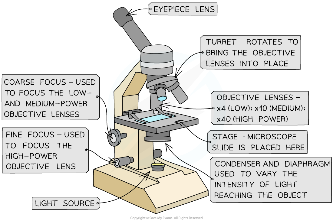 Image-showing-all-the-components-of-an-optical-microscope