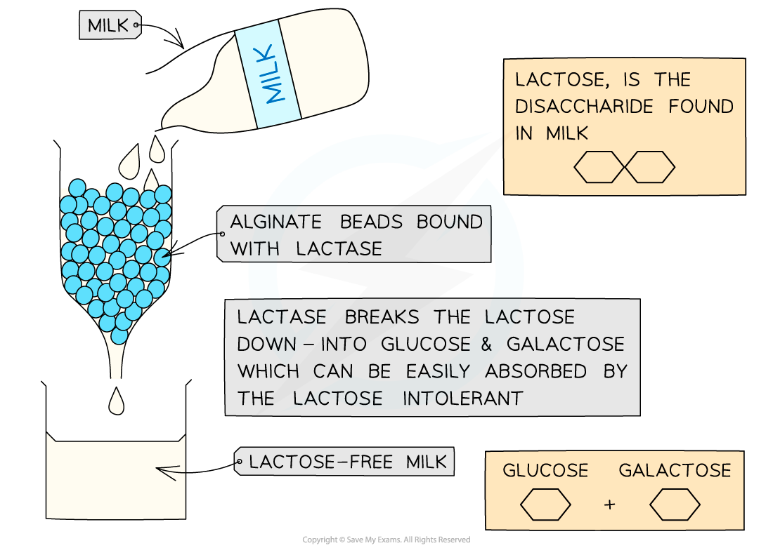 Immobilised-enzymes-lactase