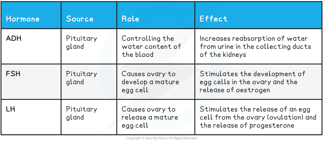 Important-hormones-advanced