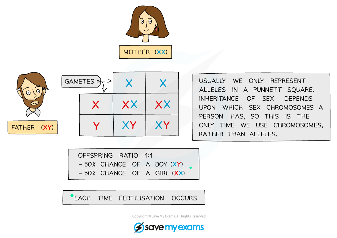 Inheritance-of-sex