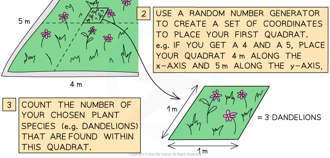 Investigating-biodiversity-with-quadrats-2