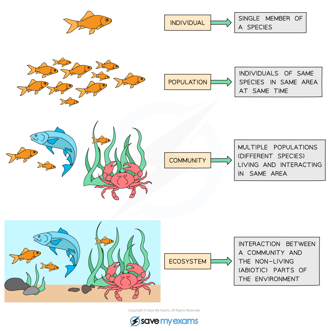 Levels-of-Organisation-in-an-Ecosystem