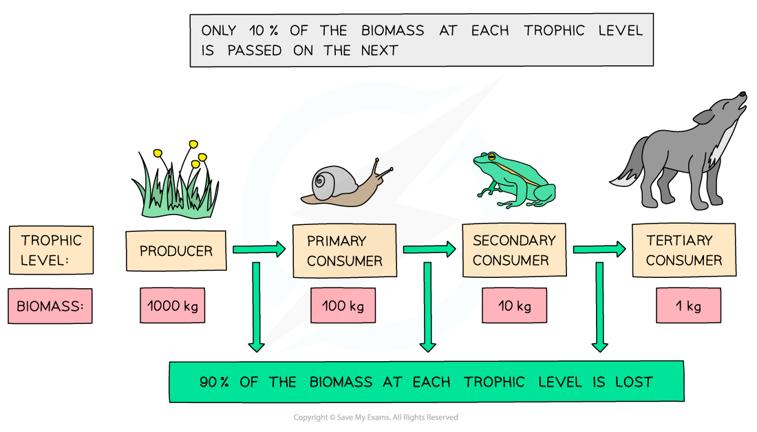 Loss-of-biomass-along-a-food-chain