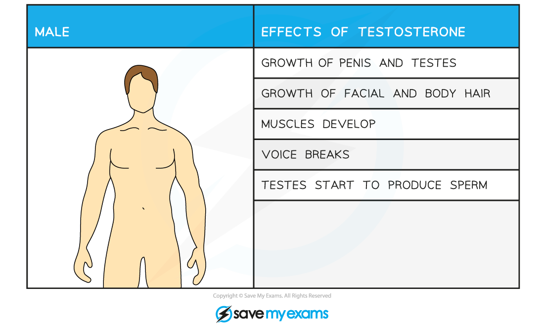 Male-secondary-sexual-characteristics-table_1.png