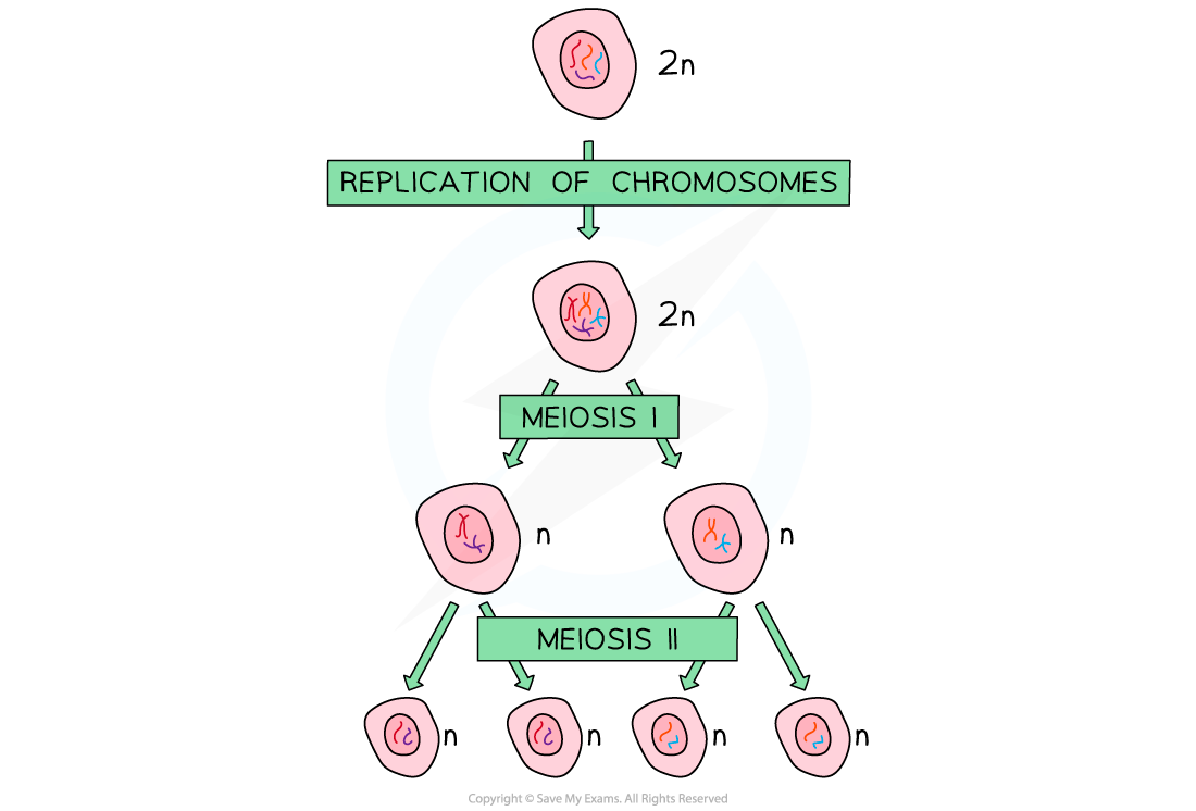 Meiosis-I-and-II