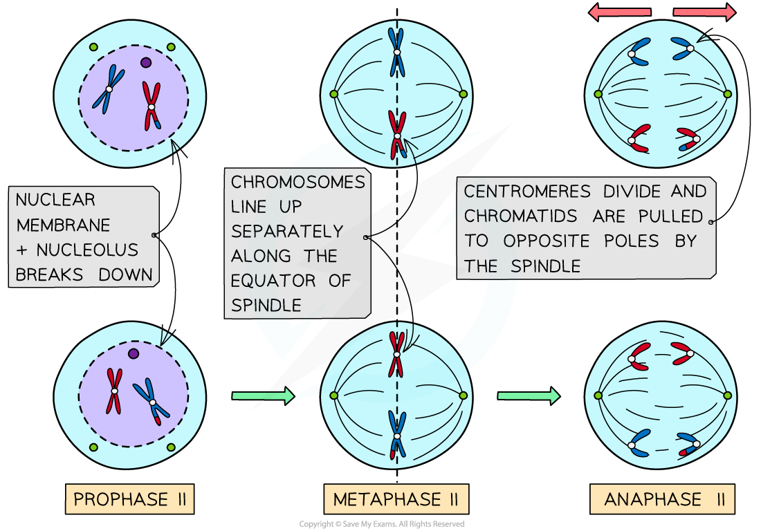 Meiosis-II-PMA