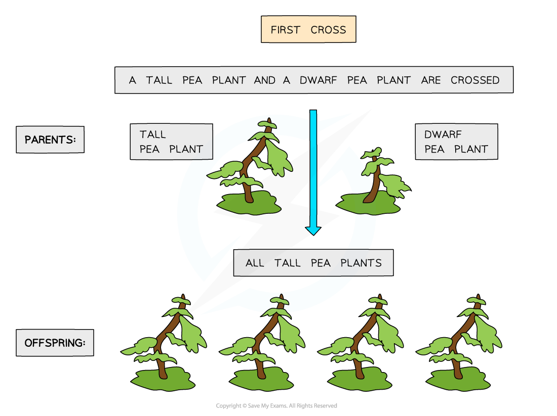 Mendel-pea-plant-crosses-1