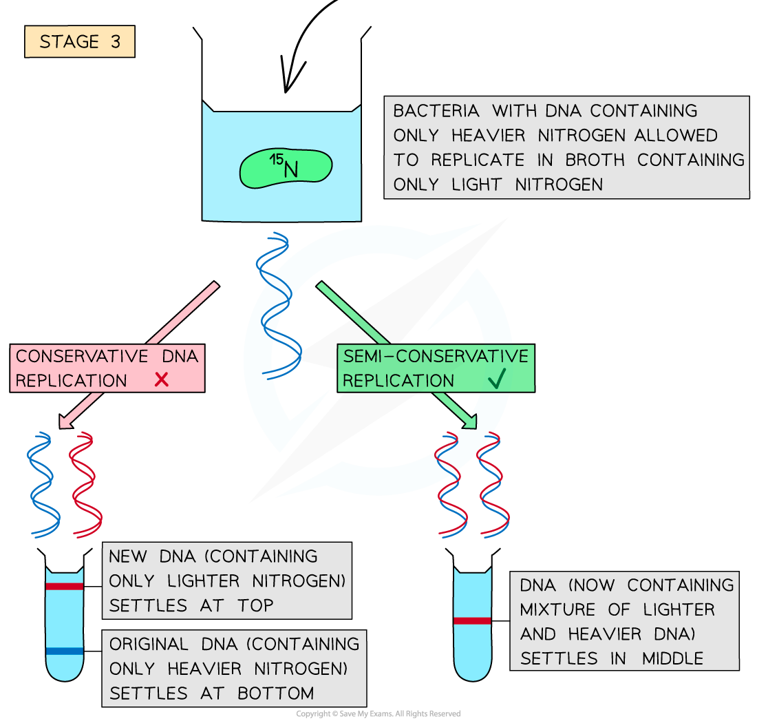 Meselson-Stahls-Experiments-2