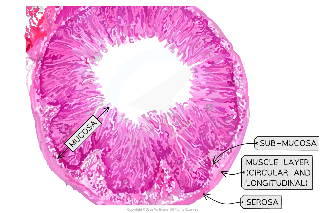 Micrograph-images-of-the-small-intestine-2