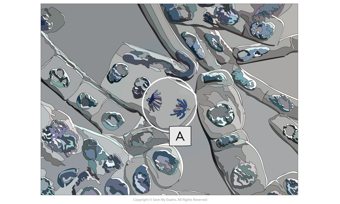 Micrograph-showing-a-cell-undergoing-anaphase-A