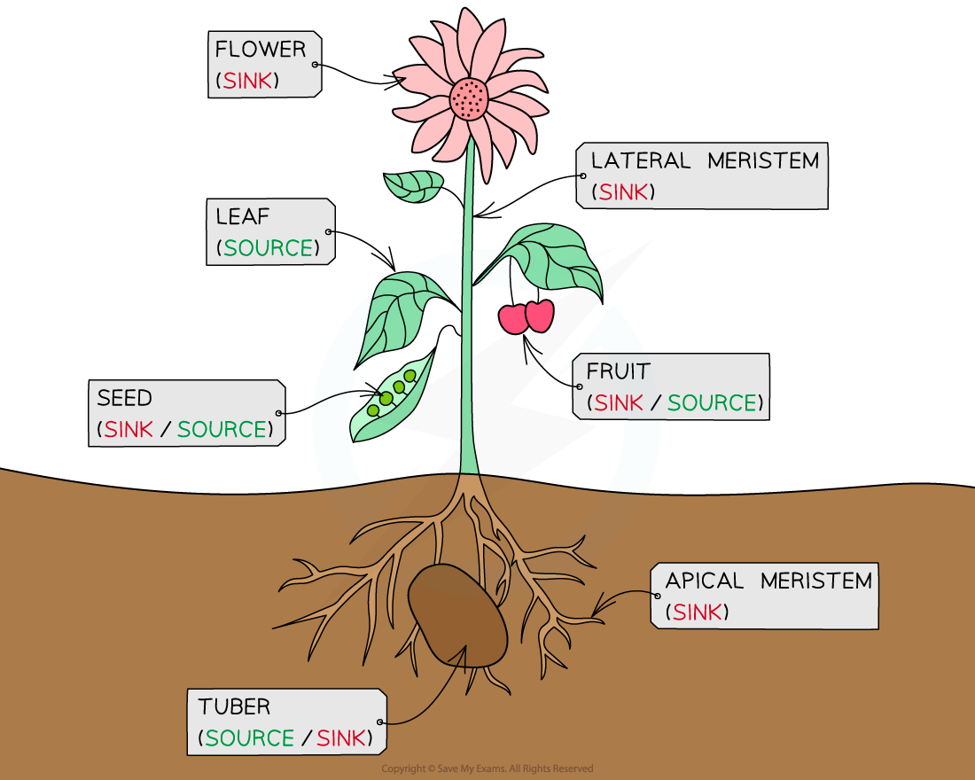 Movement-in-the-Phloem