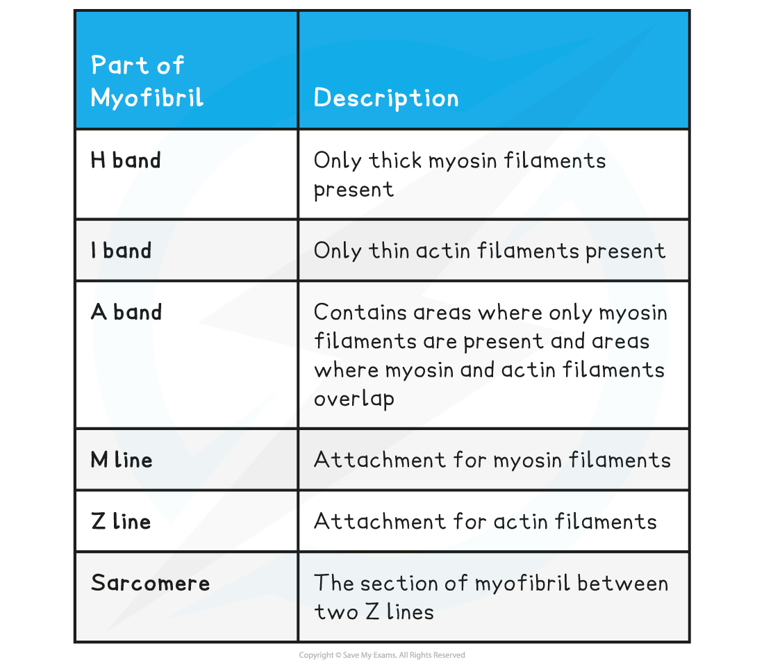 Myofibrils-parts-descriptions-table