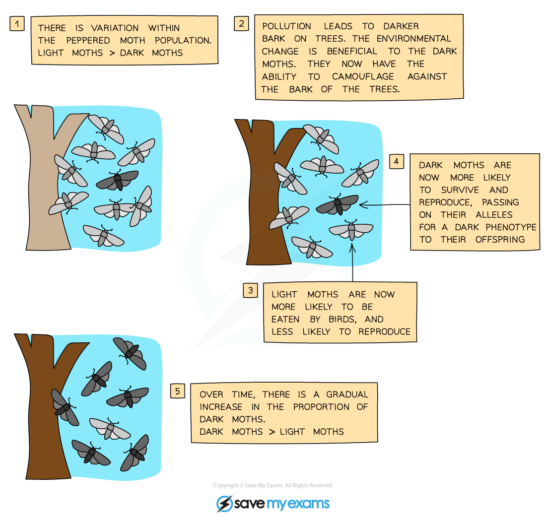 edexcel-igcse-biology-3-2-8-natural-selection