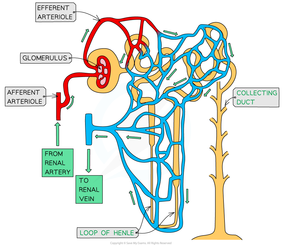 IB DP Biology: HL复习笔记11.3.2 Kidney: Structure & Function-翰林