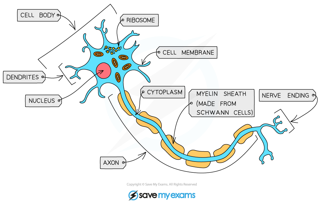 Nerve-Cell