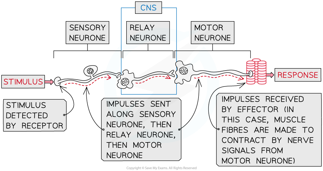 Nerve-pathway-stimulus-to-response_1