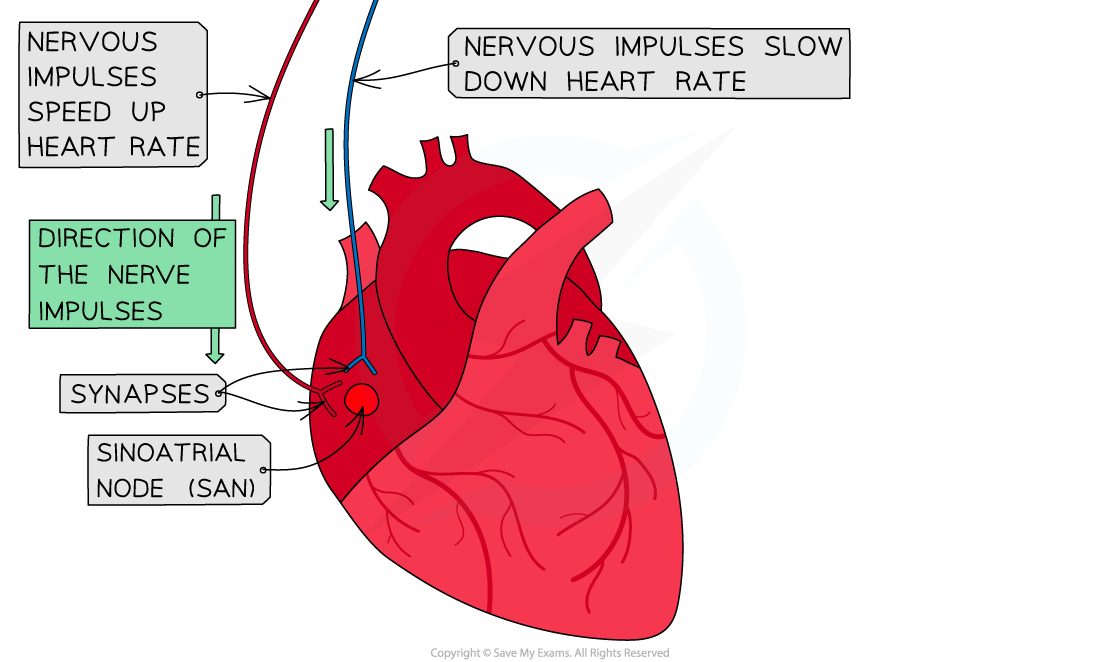 Nervous-system-control-of-heart-rate-2