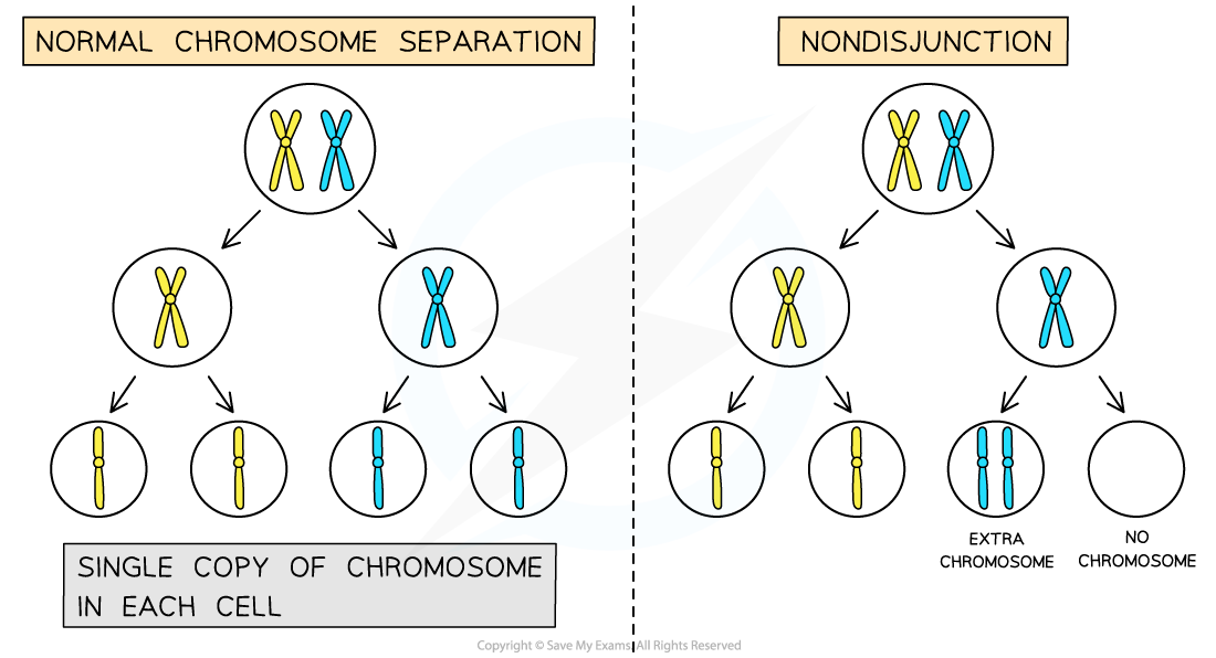 Nondisjunction