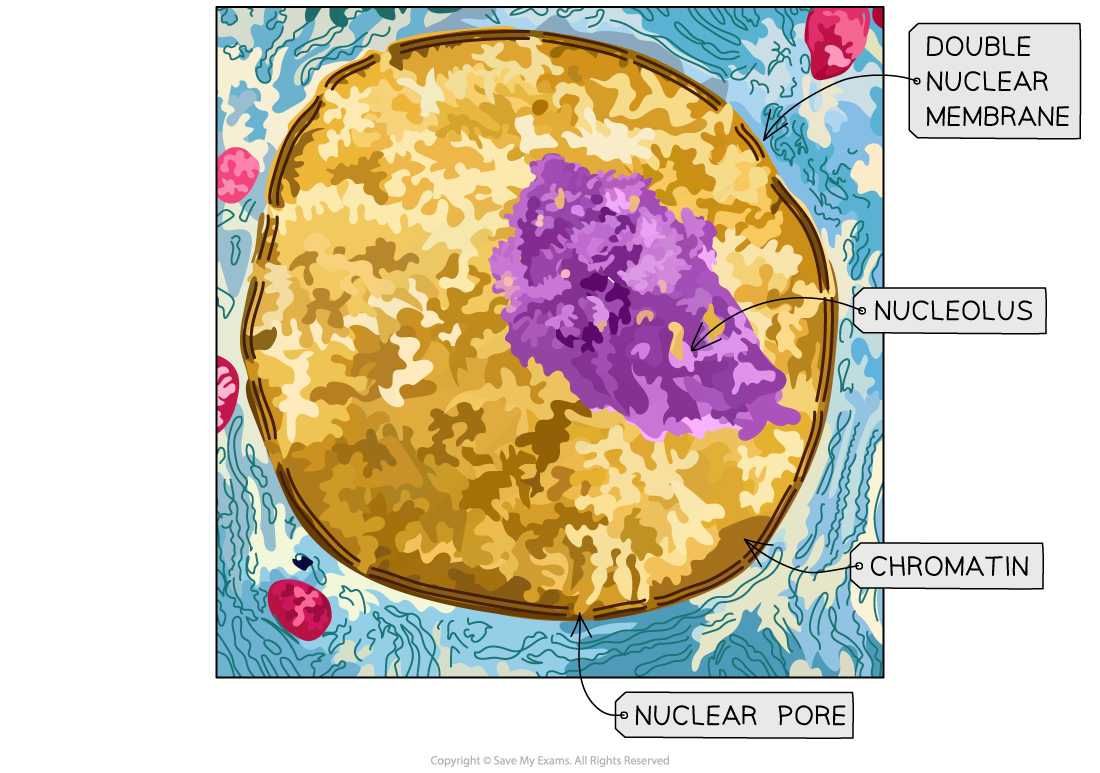 Nucleus