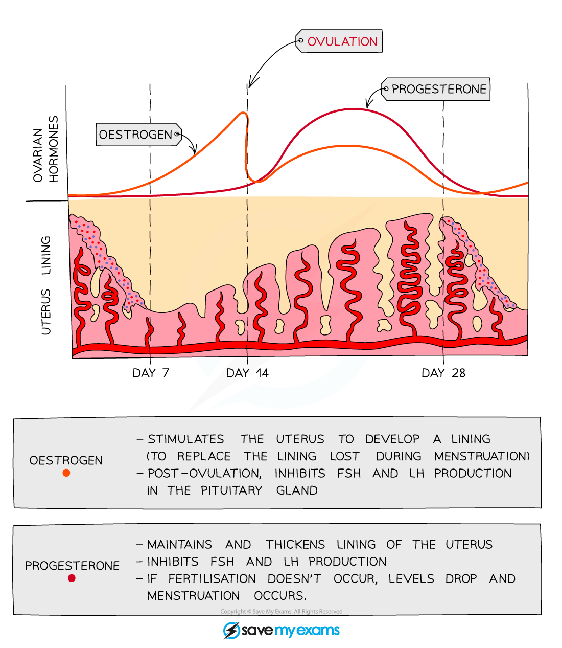 Ovarian-hormones