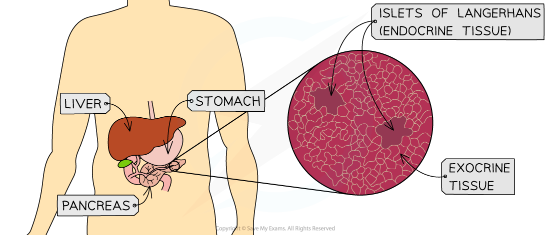 Pancreas-location-and-microscopic-structure