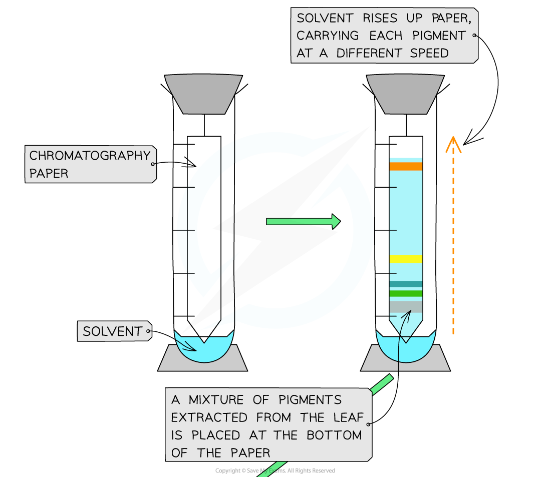 Paper-chromatography-of-chloroplast-pigments-1_1