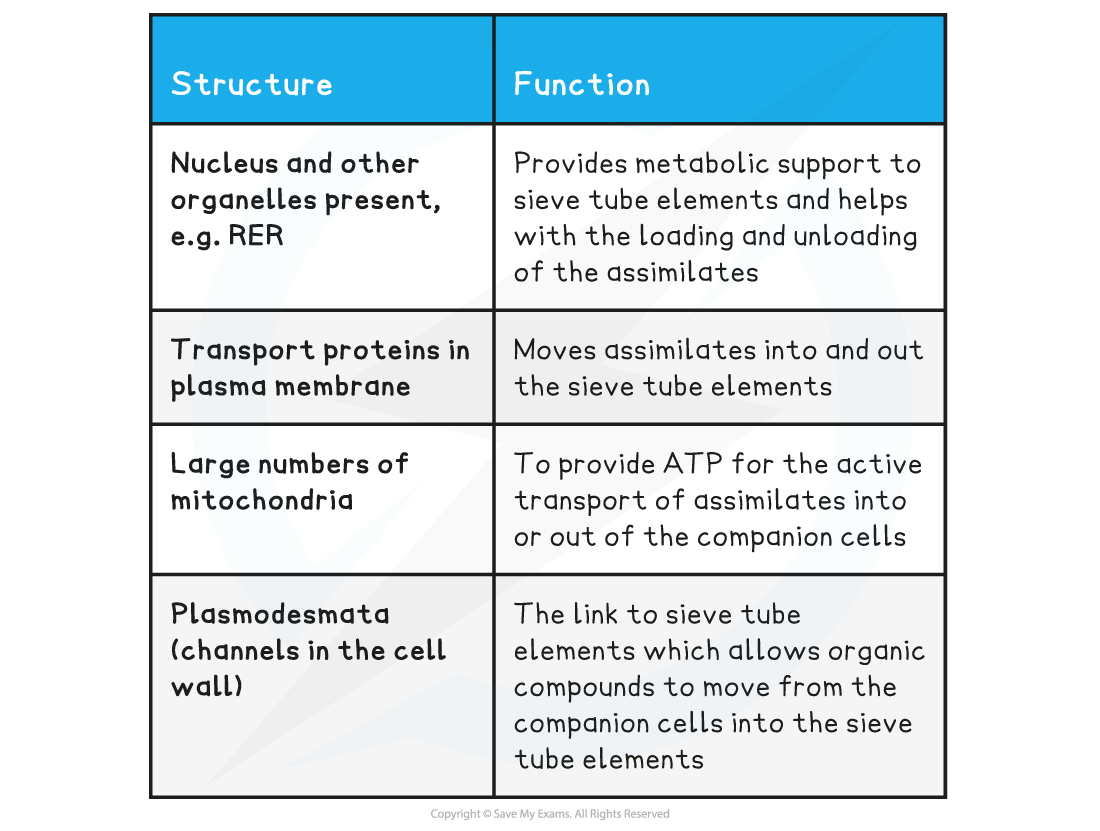 Phloem-companion-cells-structure-function-table