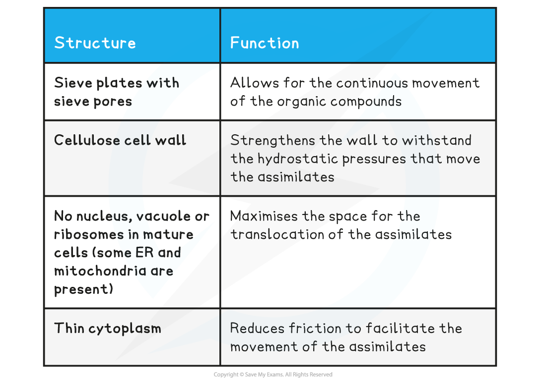 Phloem-sieve-tube-elements-structure-function-table