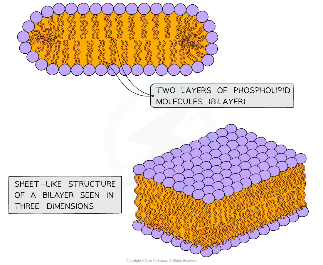 IB DP Biology: HL复习笔记1.3.1 Phospholipid Bilayer Properties-翰林国际教育