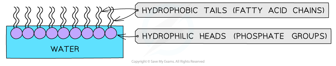 Phospholipid-monolayer