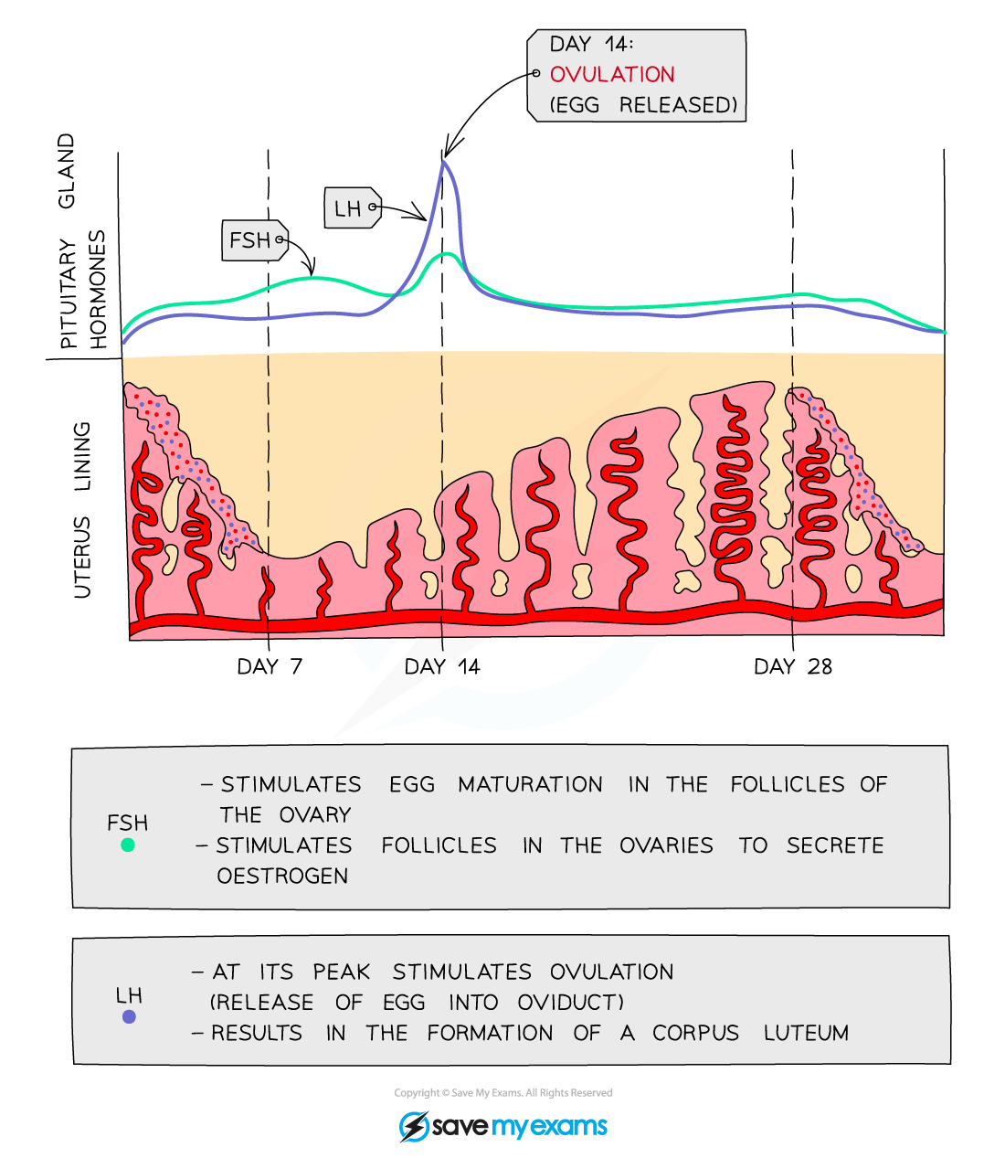 Pituitary-hormones_1