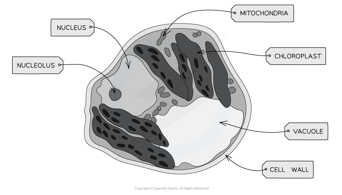 Plant-Cell-Micrograph-2