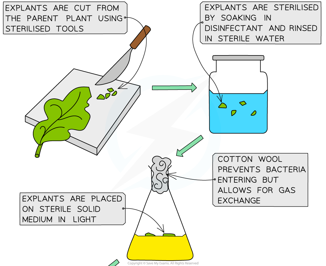 Plant-micropropagation-1