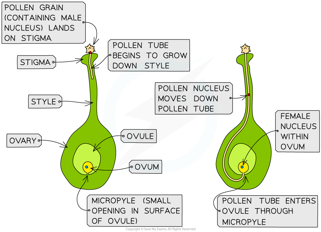 Pollen-tube-growth-1