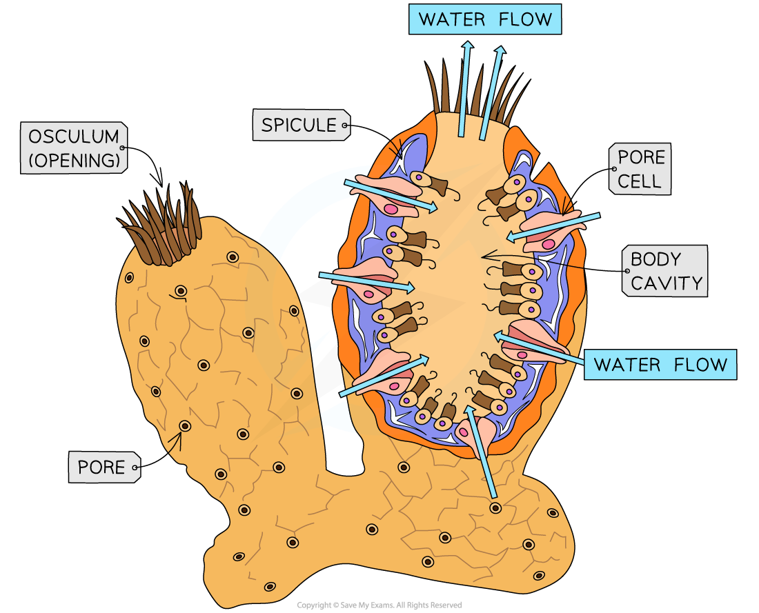 Porifera