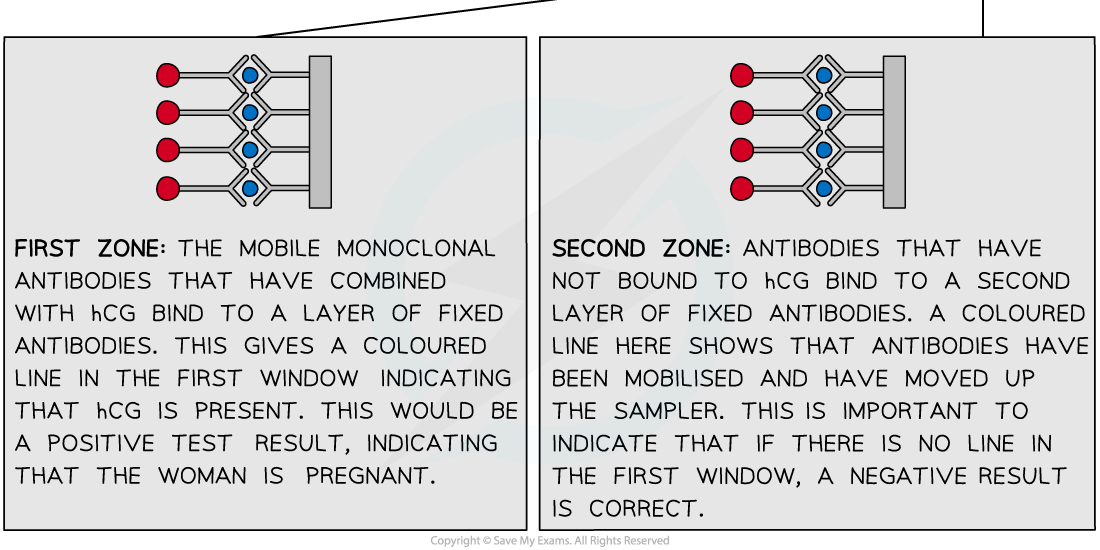 Pregnancy-testing-stick-2