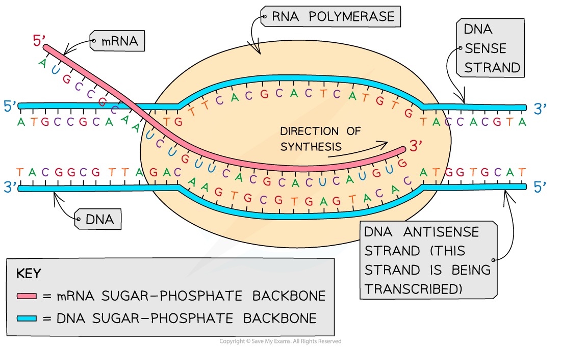 Process-of-Transcription