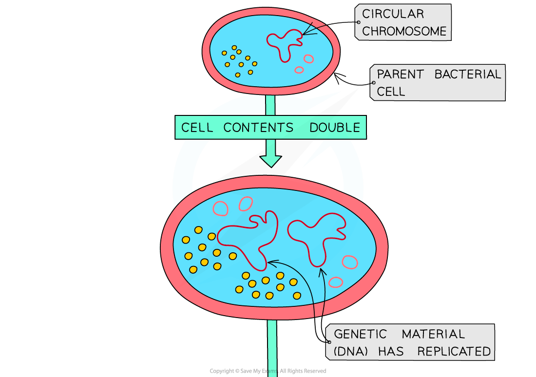 Prokaryotes-divide-by-binary-fission-1