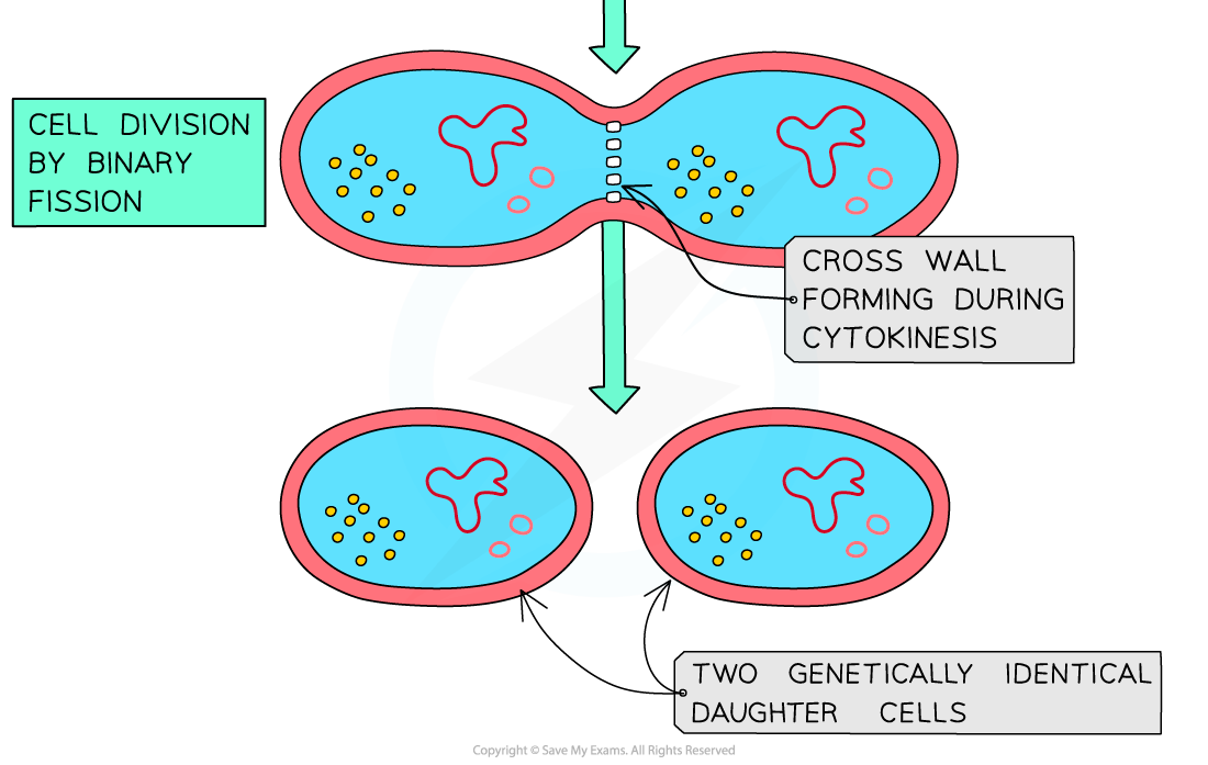 Ib Dp Biology Hl复习笔记123 Prokaryotic Cell Structure 翰林国际教育 3871