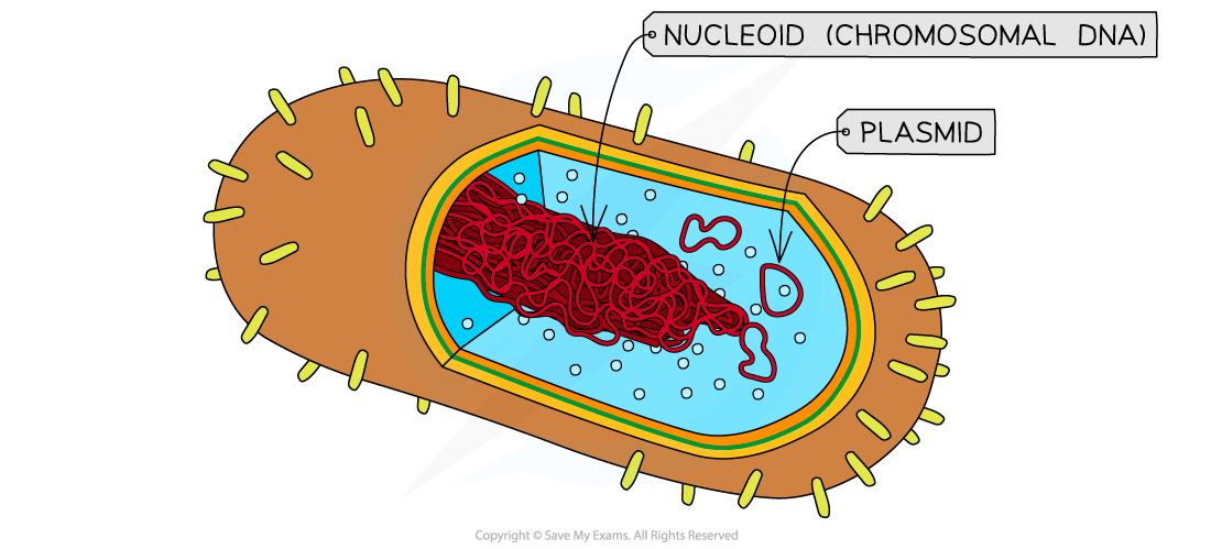 Prokaryotic-DNA