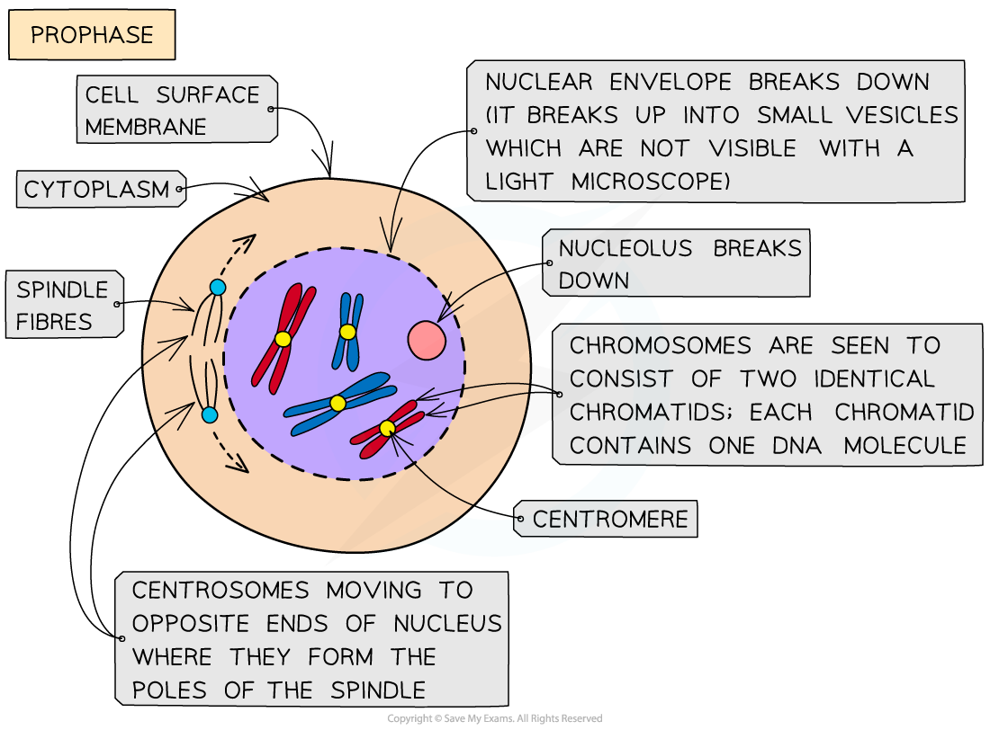 Mitosis Prophase Diagram Labeled