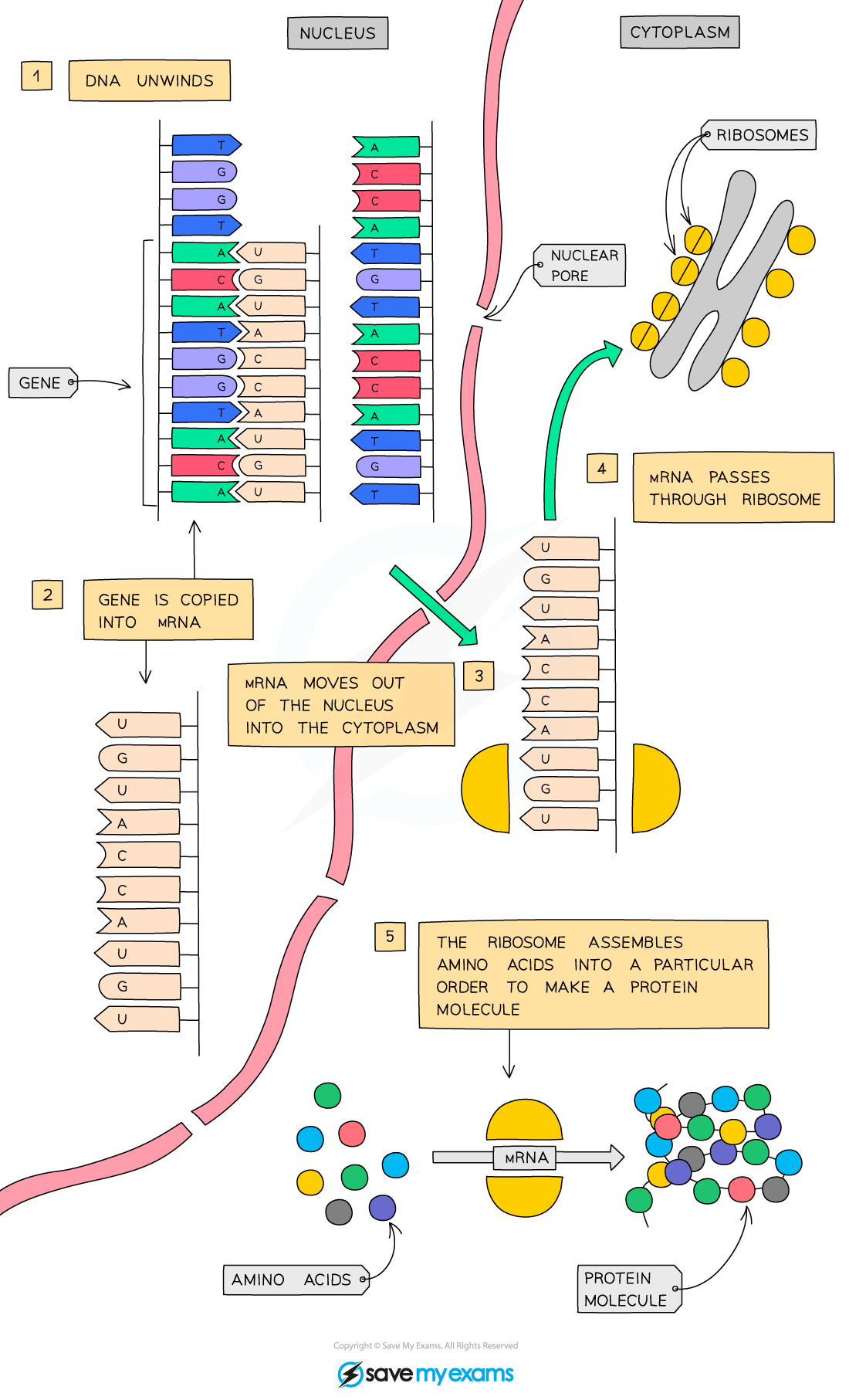 Protein-synthesis