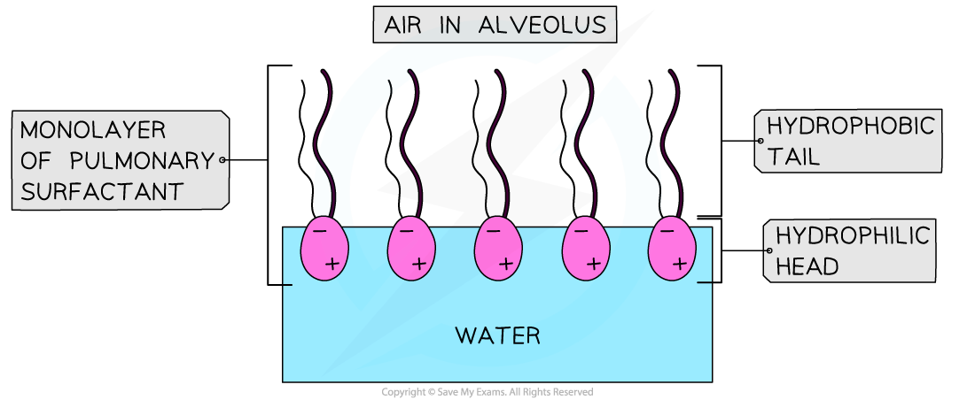 Pulmonary-surfactant