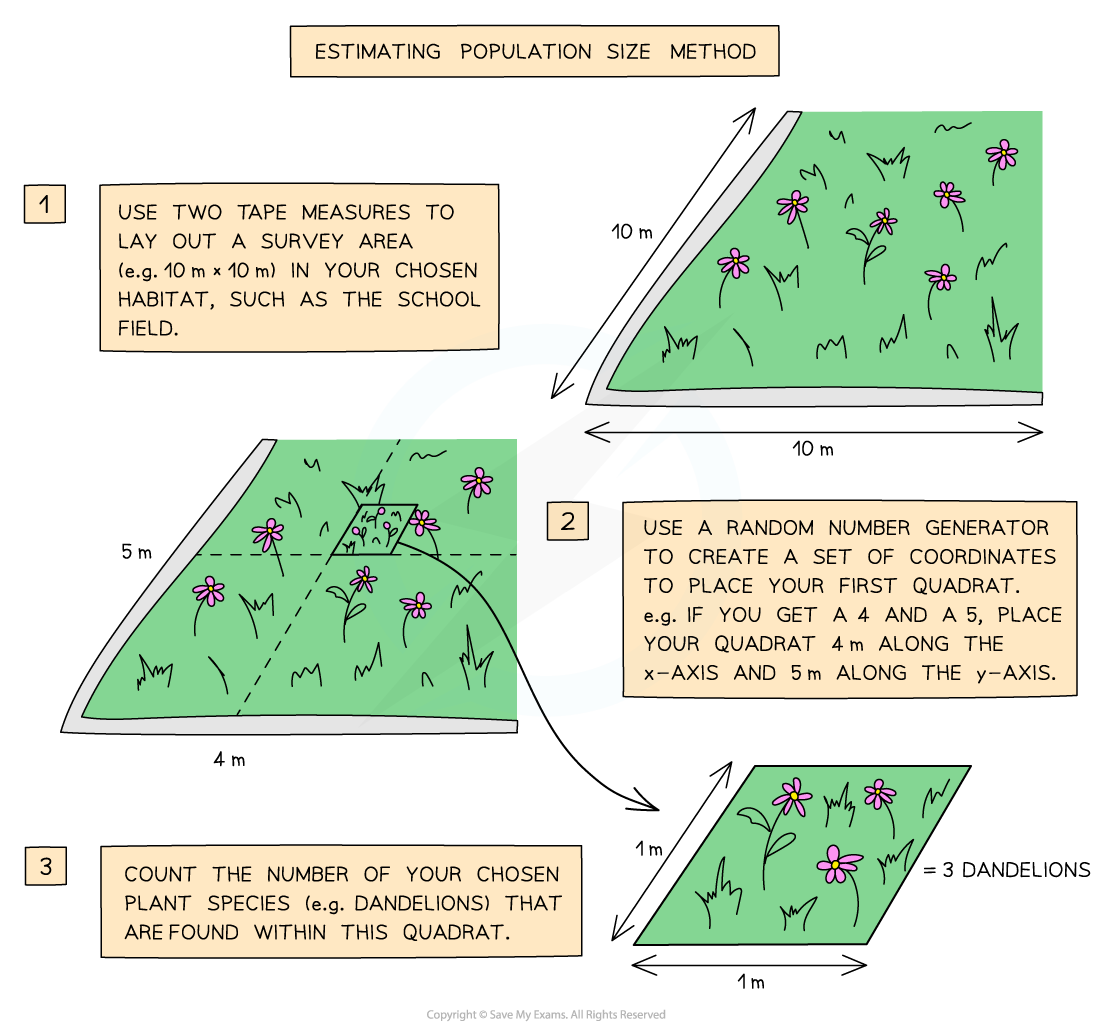 Edexcel IGCSE Biology 复习笔记 4.1.2 Practical: Investigating Population ...