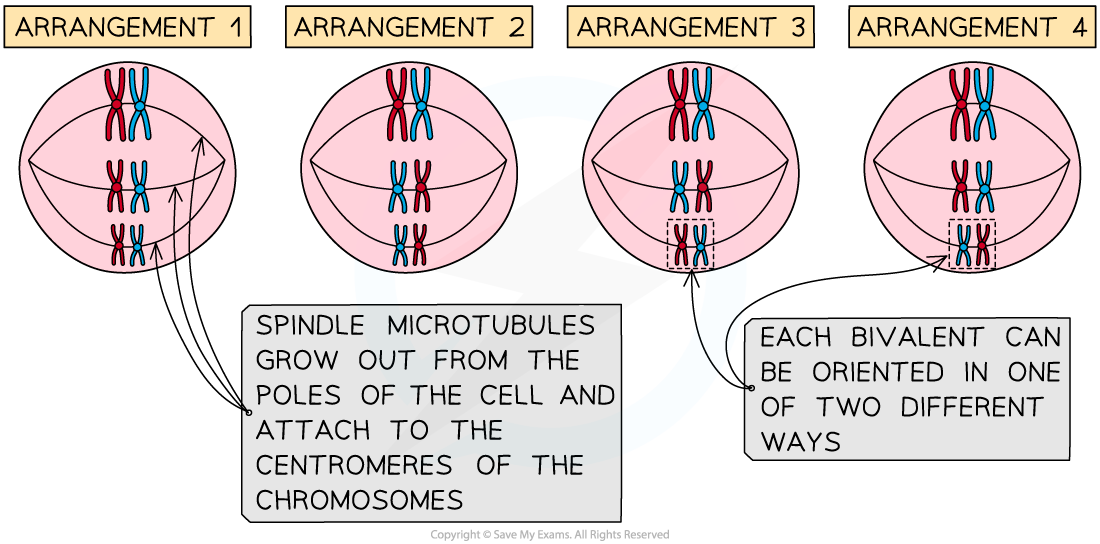 Random-orientation-of-bivalents