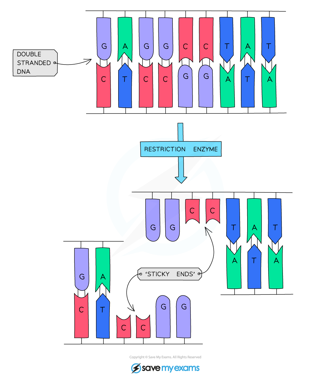 What Are Restriction Sites When Thinking Of Genetic Engineering