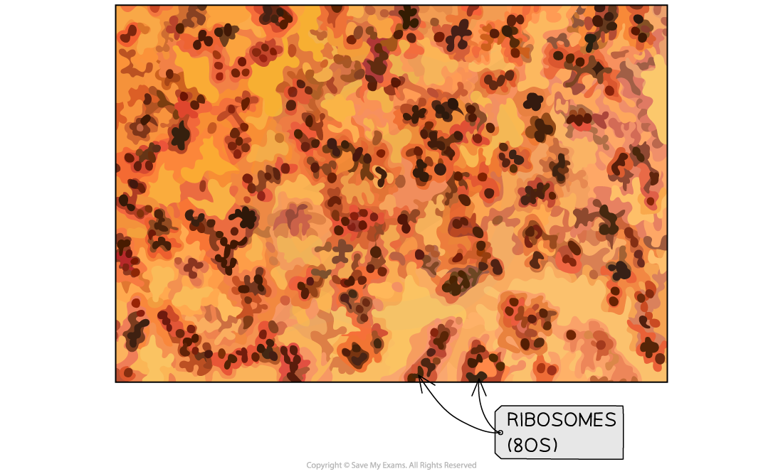 Ribosomes